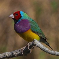 Gouldian Finch
